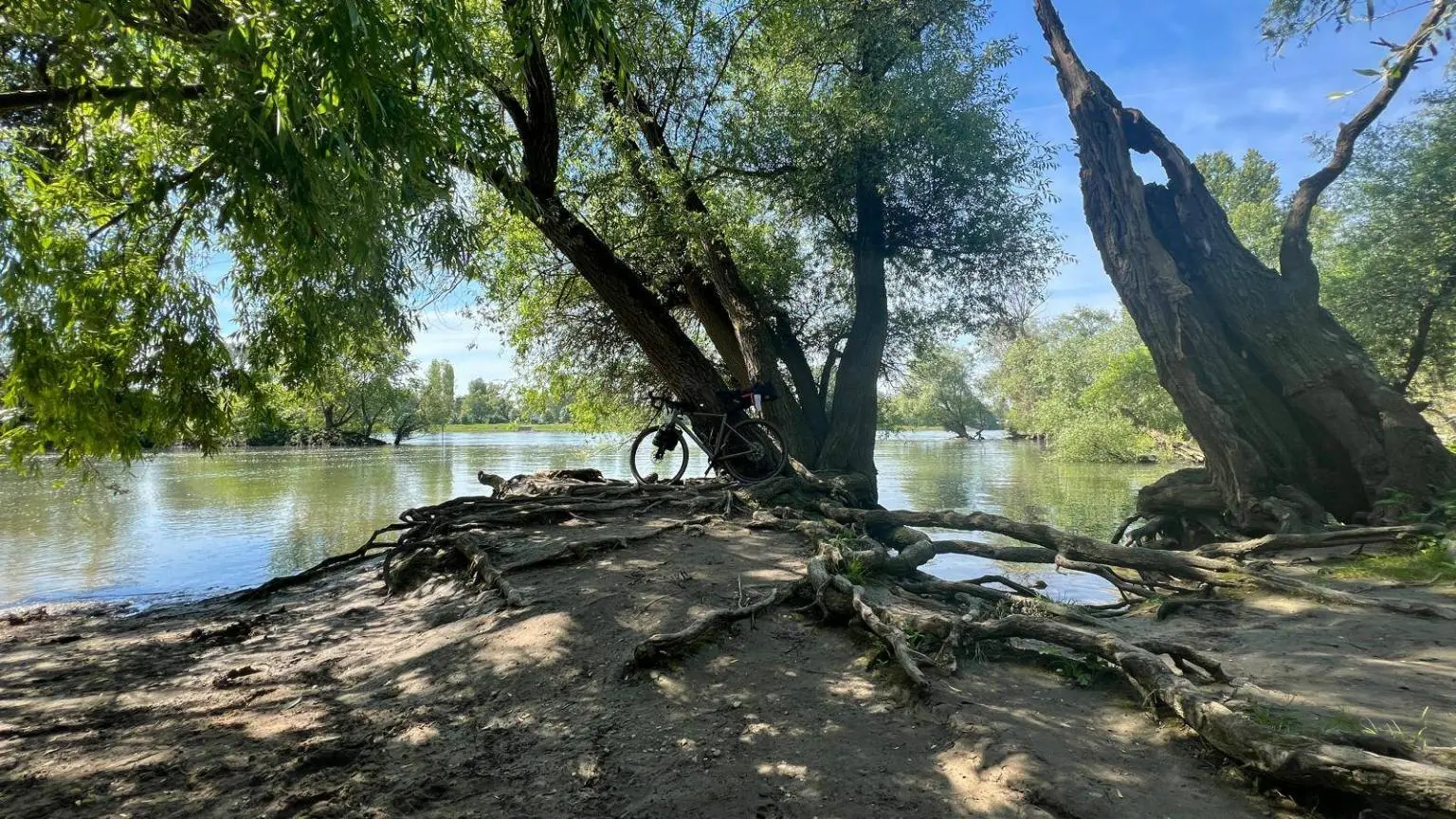 Silberpappel am Rhein