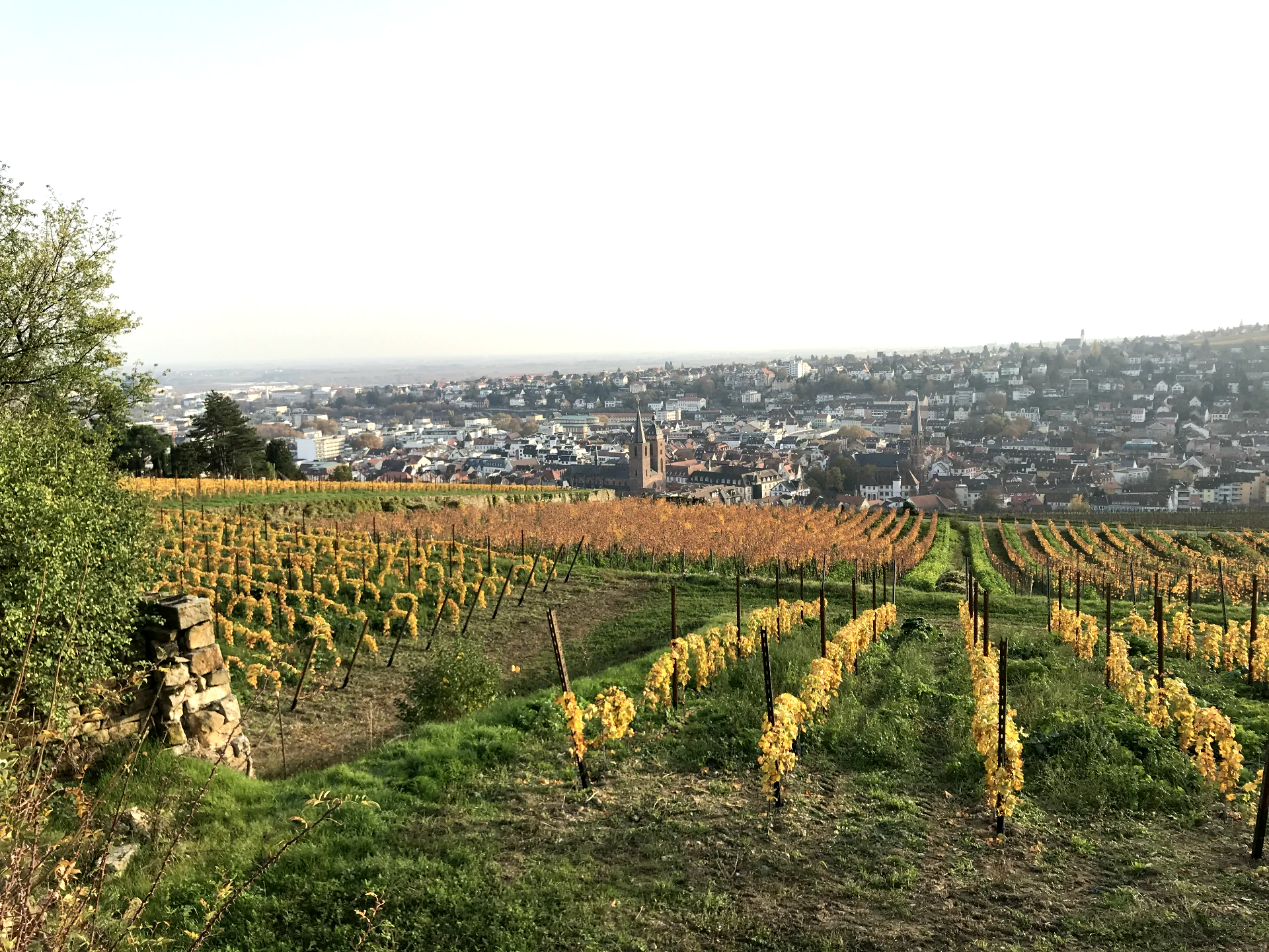 Herbstliche Weinberge mit Blick auf Neustadt an der Weinstraße