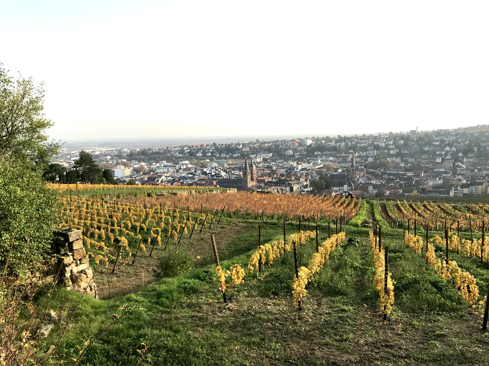 Herbstliche Weinberge mit Blick auf Neustadt an der Weinstraße