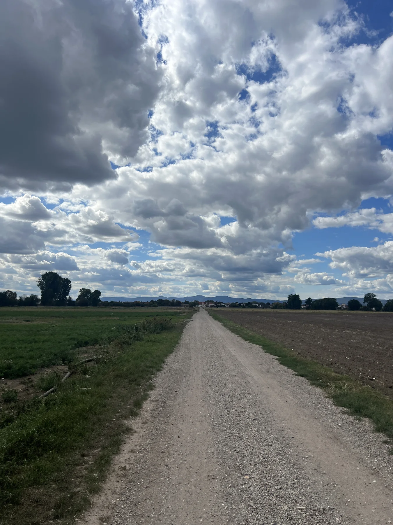 Gerader Schotterweg durch die Vorderpfalz mit Blick zum Pfälzerwald