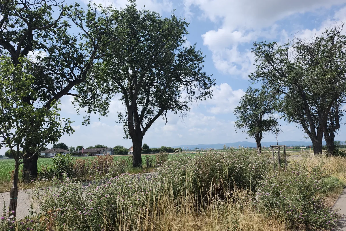Radweg durch die Weinberge bei Freinsheim